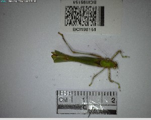  (Hetaira - YB-BCI195151)  @11 [ ] No Rights Reserved  Unspecified Unspecified