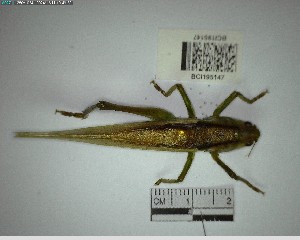  ( - YB-BCI195147)  @11 [ ] No Rights Reserved  Unspecified Unspecified