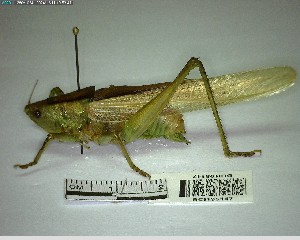  ( - YB-BCI195147)  @11 [ ] No Rights Reserved  Unspecified Unspecified