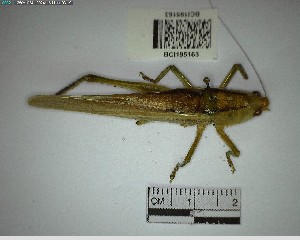  ( - YB-BCI195163)  @11 [ ] No Rights Reserved  Unspecified Unspecified