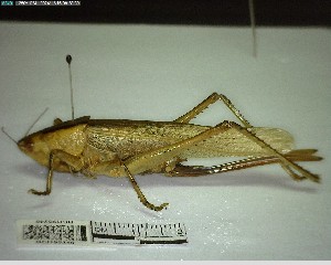  ( - YB-BCI195240)  @11 [ ] No Rights Reserved  Unspecified Unspecified