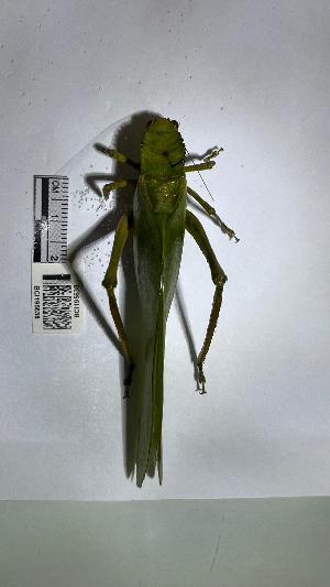  (Steirodon - YB-BCI195638)  @11 [ ] No Rights Reserved  Unspecified Unspecified