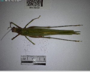  (Hyperphrona - YB-BCI195154)  @11 [ ] No Rights Reserved  Unspecified Unspecified