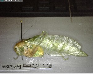  ( - YB-BCI195254)  @11 [ ] No Rights Reserved  Unspecified Unspecified