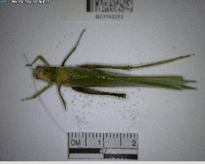  (Chloroscirtus discocercus - YB-BCI195253)  @11 [ ] No Rights Reserved  Unspecified Unspecified