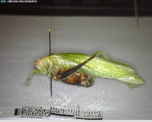  ( - YB-BCI195253)  @11 [ ] No Rights Reserved  Unspecified Unspecified