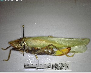  ( - YB-BCI195230)  @11 [ ] No Rights Reserved  Unspecified Unspecified