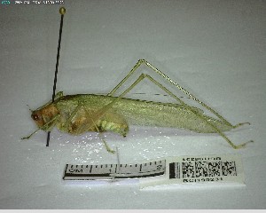  ( - YB-BCI195231)  @11 [ ] No Rights Reserved  Unspecified Unspecified