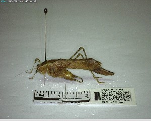  ( - YB-BCI195590)  @11 [ ] No Rights Reserved  Unspecified Unspecified