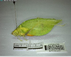  ( - YB-BCI195251)  @11 [ ] No Rights Reserved  Unspecified Unspecified