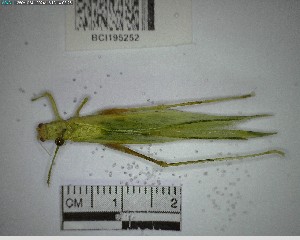  ( - YB-BCI195252)  @11 [ ] No Rights Reserved  Unspecified Unspecified