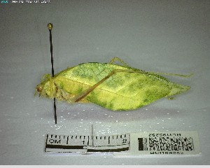  ( - YB-BCI195252)  @11 [ ] No Rights Reserved  Unspecified Unspecified