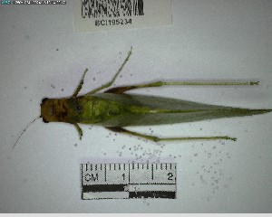  ( - YB-BCI195234)  @11 [ ] No Rights Reserved  Unspecified Unspecified