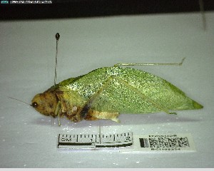  ( - YB-BCI195234)  @11 [ ] No Rights Reserved  Unspecified Unspecified