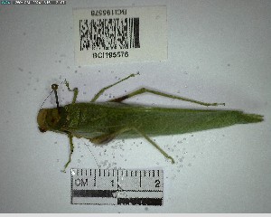  (Microcentrum championi - YB-BCI195578)  @11 [ ] No Rights Reserved  Unspecified Unspecified