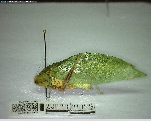  ( - YB-BCI195578)  @11 [ ] No Rights Reserved  Unspecified Unspecified