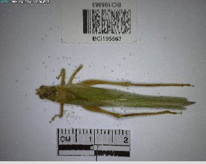  (Arota panamae - YB-BCI195583)  @11 [ ] No Rights Reserved  Unspecified Unspecified