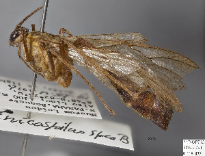  (Enicospilus mexicanus - STRI_ENT_0118837.1)  @11 [ ] Unspecified (default): All Rights Reserved  Unspecified Unspecified