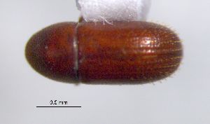  ( - SG-BCISP-10121)  @12 [ ] No Rights Reserved (2015) Unspecified n/a