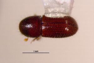  ( - SG-BCISP-10156)  @12 [ ] No Rights Reserved (2015) Unspecified n/a