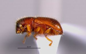  ( - SG-BCISP-10157)  @12 [ ] No Rights Reserved (2015) Unspecified n/a