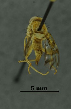  (Anastrepha tumida - SG-BCISP-1634)  @12 [ ] No Rights Reserved (2015) Unspecified n/a