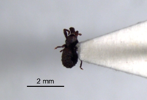  (Anchonus sp. cur62SG - SG-BCISP2310)  @12 [ ] Unspecified (default): All Rights Reserved  Unspecified Unspecified