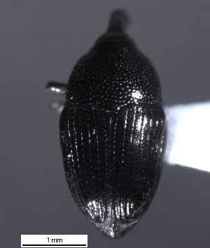  ( - SG-BCISP-3387)  @13 [ ] No Rights Reserved (2013) Unspecified NA