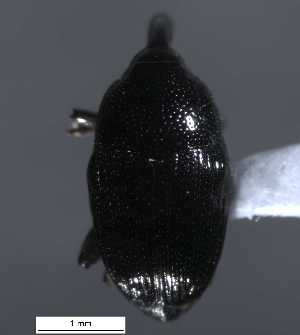  ( - SG-BCISP-3730)  @12 [ ] No Rights Reserved (2013) Unspecified NA