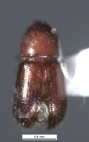  ( - SG-BCISP-4475)  @12 [ ] No Rights Reserved (2013) Unspecified NA