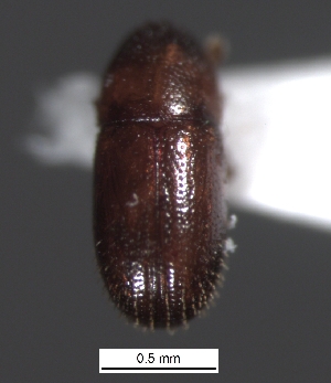  ( - SG-BCISP-4477)  @12 [ ] No Rights Reserved (2013) Unspecified NA