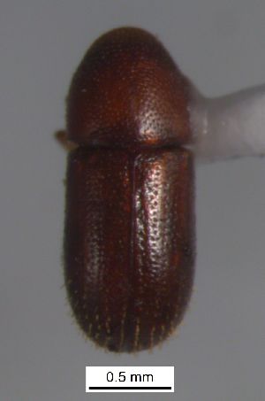  ( - SG-BCISP-4478)  @12 [ ] No Rights Reserved (2015) Unspecified n/a