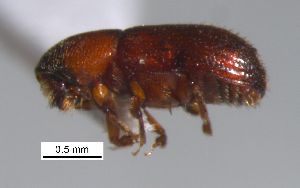  ( - SG-BCISP-4478)  @12 [ ] No Rights Reserved (2015) Unspecified n/a