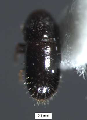  (Pityophthorus sp. cur87SG - SG-BCISP-504)  @12 [ ] No Rights Reserved (2013) Unspecified NA
