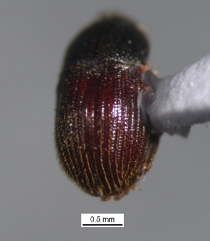  ( - SG-BCISP-5420)  @12 [ ] No Rights Reserved (2013) Unspecified n/a