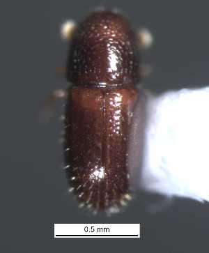  (Pityophthorus sp. cur226SG - SG-BCISP-5822)  @13 [ ] No Rights Reserved (2013) Unspecified NA