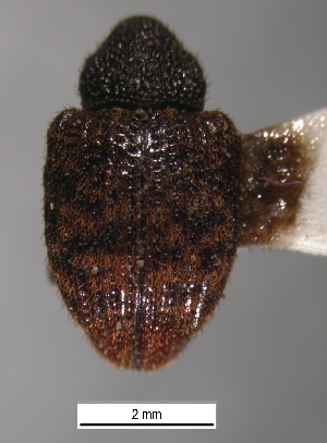  ( - SG-BCISP-660)  @11 [ ] No Rights Reserved (2013) Unspecified n/a