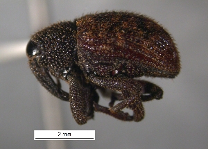  ( - SG-BCISP-660)  @11 [ ] No Rights Reserved (2013) Unspecified n/a