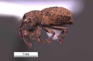  (Anchonus sp. cur32SG - SG-BCISP-686)  @11 [ ] No Rights Reserved (2013) Unspecified NA