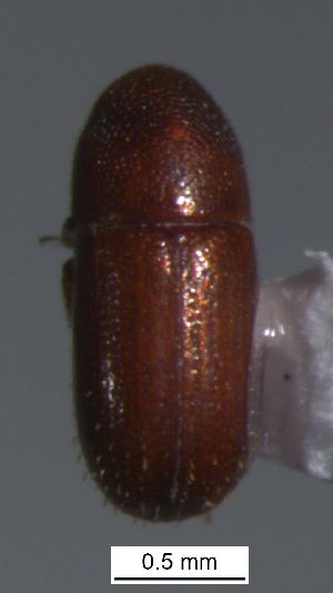  ( - SG-BCISP-7942)  @12 [ ] No Rights Reserved (2015) Unspecified n/a