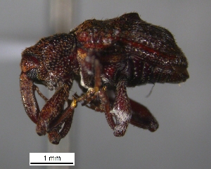  (Conotrachelus turbatus - SG-BCISP-8701)  @12 [ ] No Rights Reserved (2013) Unspecified n/a