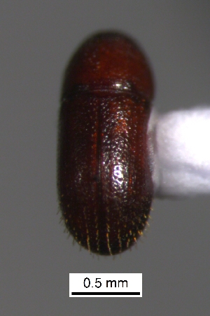  ( - SG-BCISP-9148)  @12 [ ] No Rights Reserved (2013) Unspecified n/a