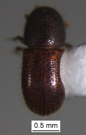  ( - SG-BCISP-9363)  @12 [ ] No Rights Reserved (2013) Unspecified n/a