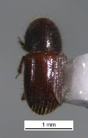  ( - SG-BCISP-9601)  @12 [ ] No Rights Reserved (2015) Unspecified n/a