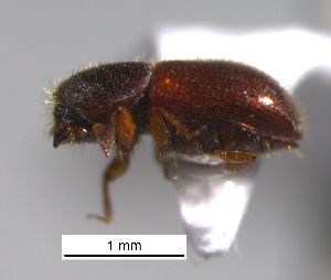  ( - SG-BCISP-9601)  @12 [ ] No Rights Reserved (2015) Unspecified n/a