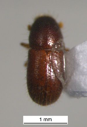  ( - SG-BCISP-9794)  @12 [ ] No Rights Reserved (2015) Unspecified n/a