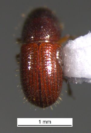  ( - SG-BCISP-9797)  @12 [ ] No Rights Reserved (2015) Unspecified n/a