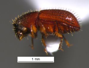  ( - SG-BCISP-9797)  @12 [ ] No Rights Reserved (2015) Unspecified n/a