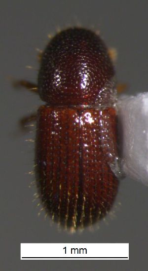  ( - SG-BCISP-9798)  @12 [ ] No Rights Reserved (2015) Unspecified n/a