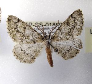  ( - LEP-SS-01869)  @11 [ ] No Rights Reserved (2023) Stefano Scalercio Consiglio per la ricerca in agricoltura e l'analisi dell'economia agraria